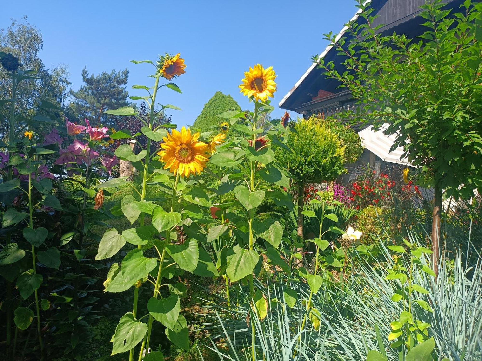 Hortus Apartament Z Klimatyzacja Boleslawiec  Bagian luar foto