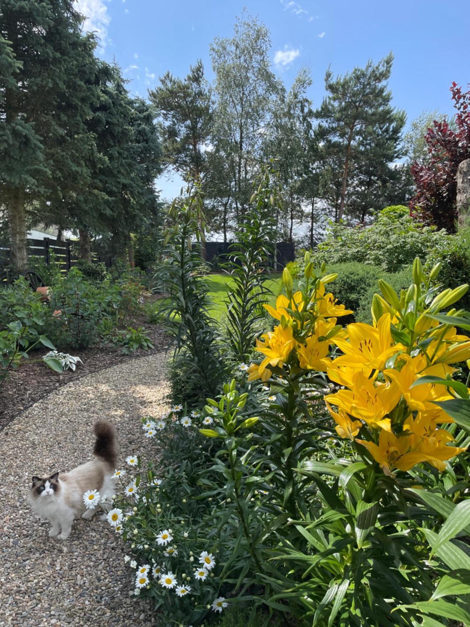Hortus Apartament Z Klimatyzacja Boleslawiec  Bagian luar foto